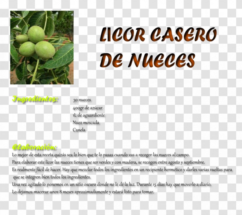 English Walnut Tree Fruit Font Transparent PNG