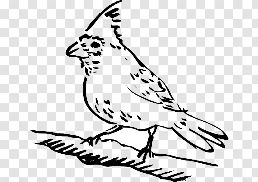 Bird Drawing Columbidae Clip Art - Line Transparent PNG