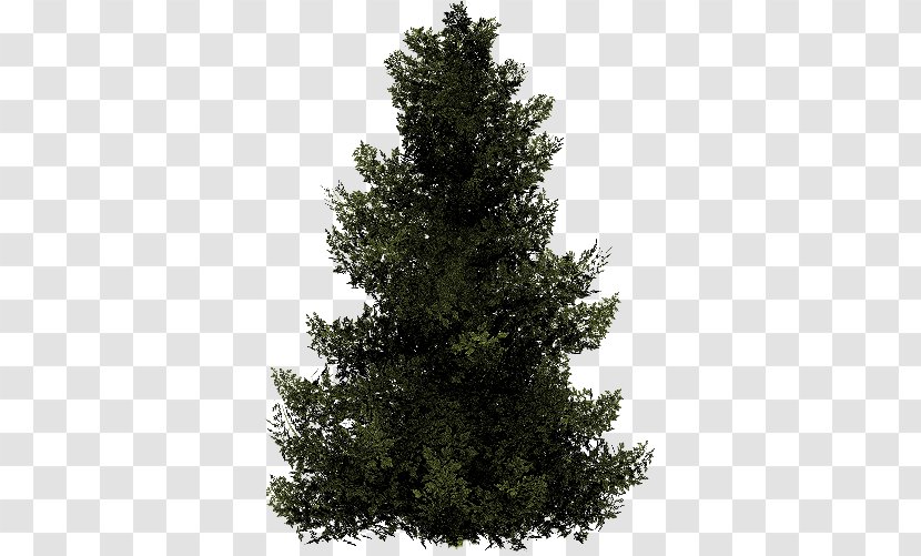Spruce Fir Christmas Tree Stone Pine - Temperate Coniferous Forest Transparent PNG
