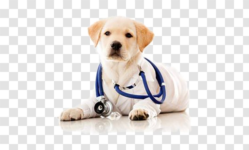 Dog Veterinarian Pet Clinique Vxe9txe9rinaire Health Care - Clinic - A Doctor Wearing Stethoscope Transparent PNG