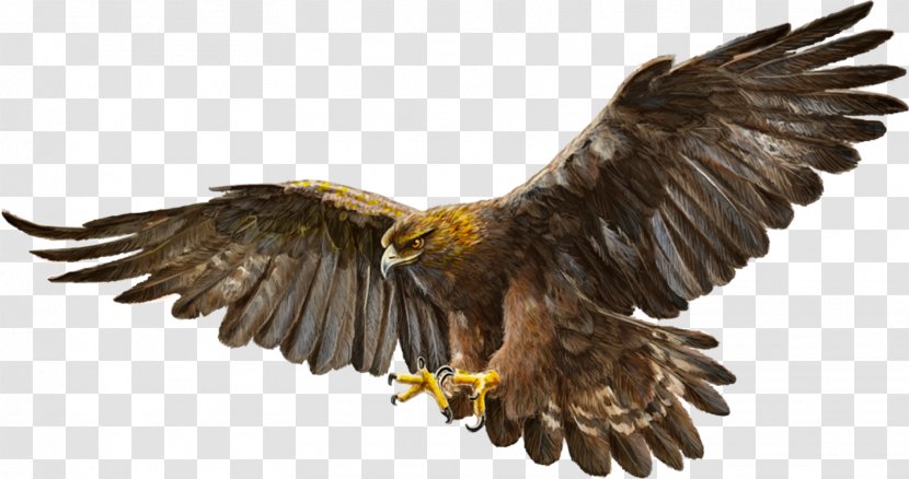 Bald Eagle Bird Golden - Buzzard Transparent PNG