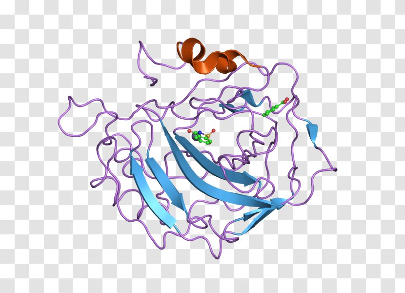 CORO1A Coronin Mitochondrial Apoptosis-induced Channel Clip Art - Flower - Protein Cartoon Transparent PNG