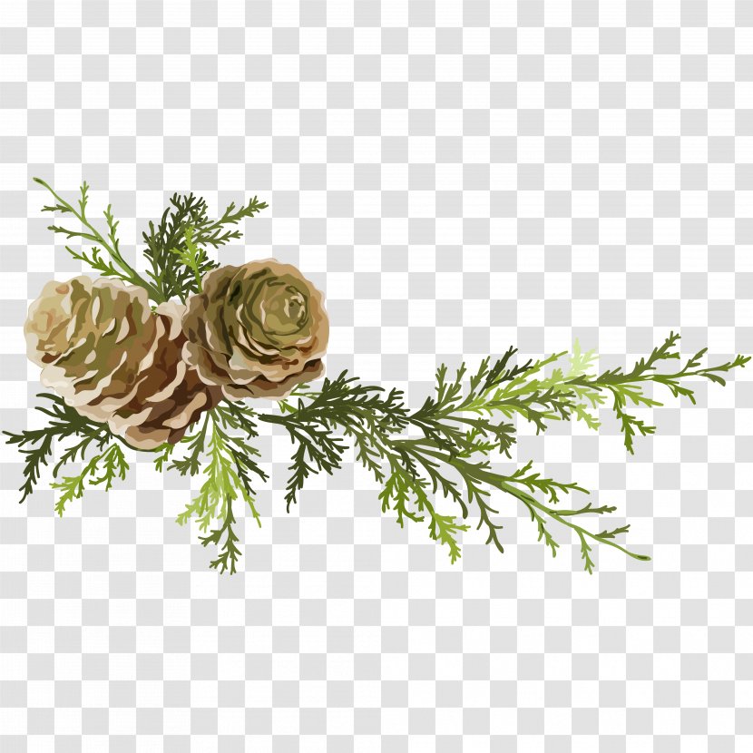 Pine Conifer Cone Leaf - Pinaceae - Needles And Cones Transparent PNG