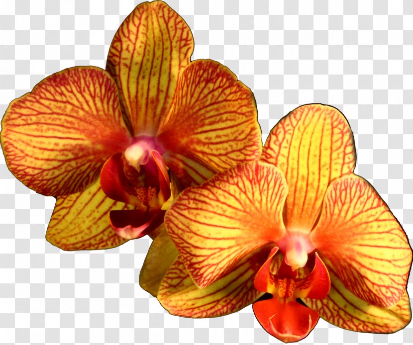 Moth Orchids Orange Flower Plant - Purple - Orchid Transparent PNG