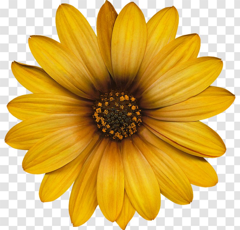 Common Sunflower Transvaal Daisy Color - Flower Transparent PNG