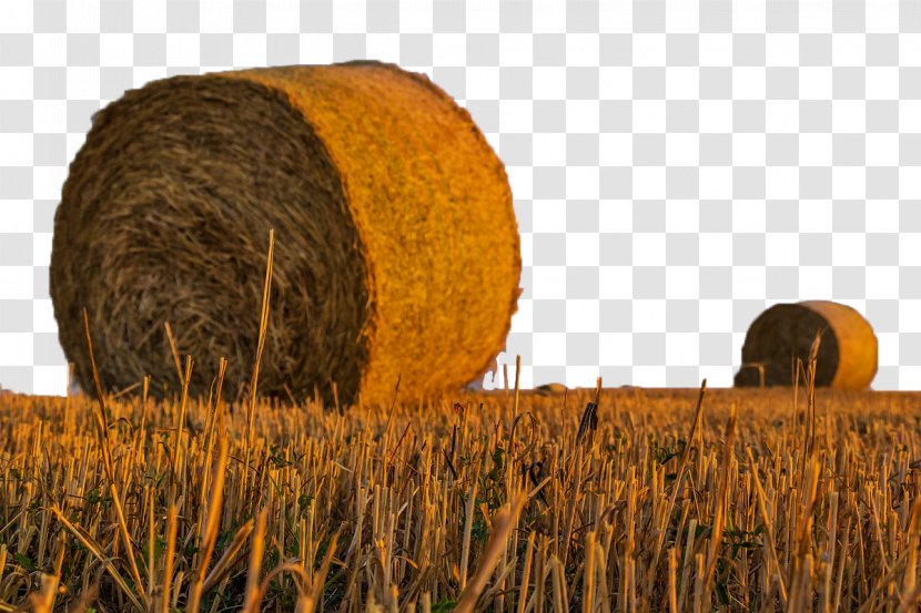 Harvest Agriculture Hay Field Farm - Baler - Wheat Transparent PNG