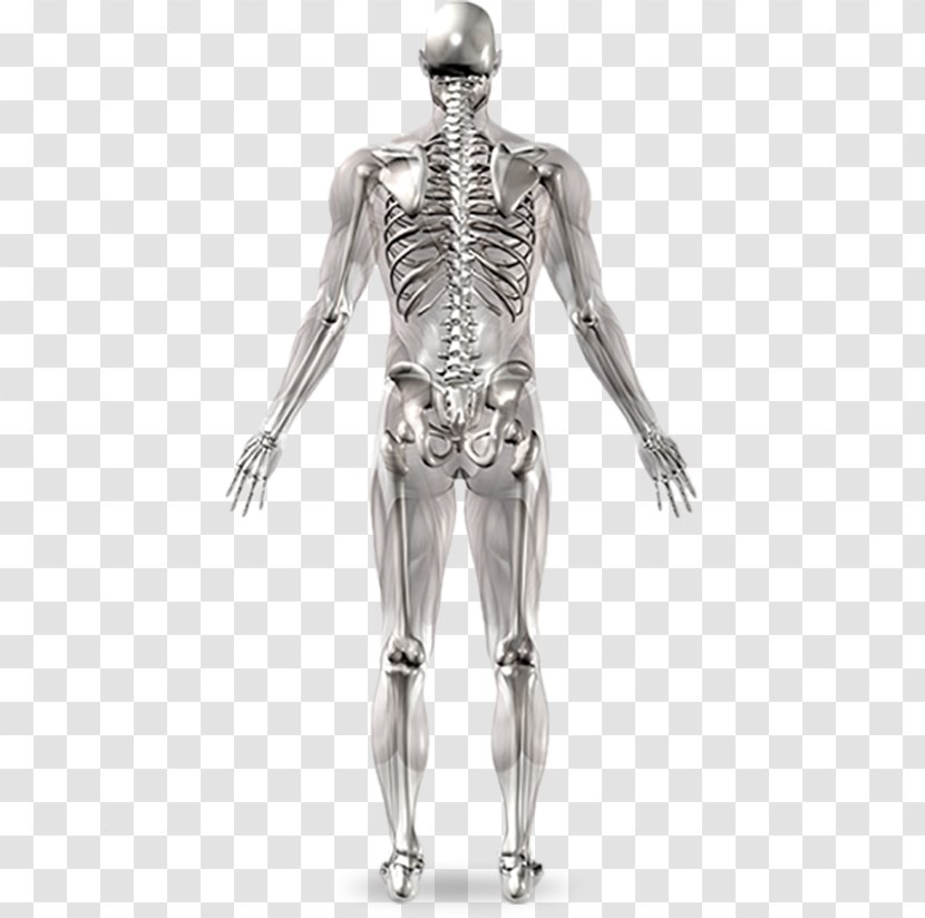 Human Skeleton Joint Anatomy Body - Bones Transparent PNG