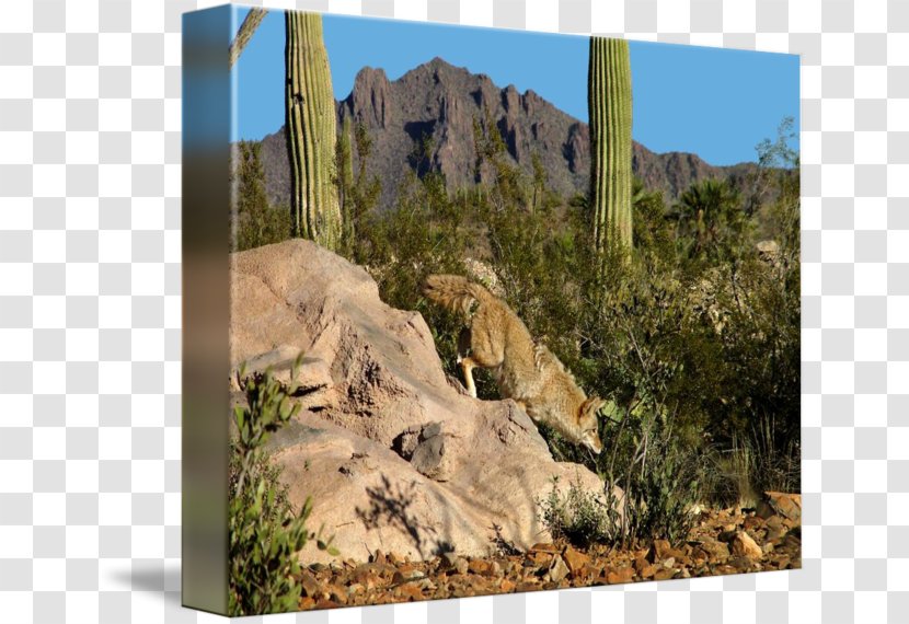 Sonoran Desert Imagekind Ecosystem Art Landscape - Outcrop - Arizona Transparent PNG