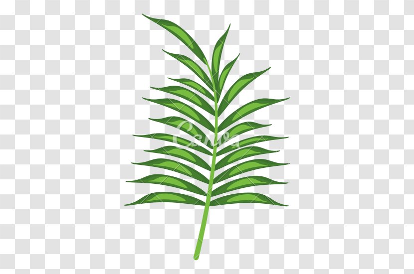 Drawing - Nature - Tropical Leaf Transparent PNG