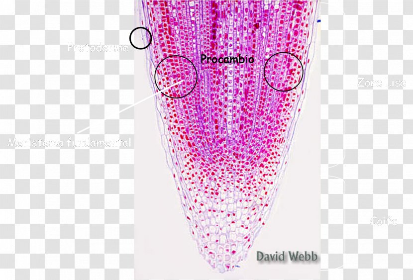 Pink M Root Cap Lighting RTV - Asteraceae Transparent PNG