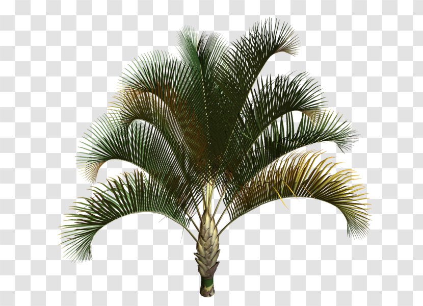 Asian Palmyra Palm Babassu Plant Oil Palms - Elaeis Transparent PNG