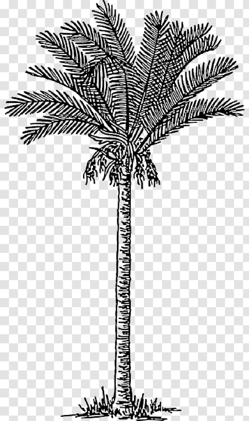 Palm Trees Date Vector Graphics Clip Art - Arecales - Seaside Coconut Tree Transparent PNG