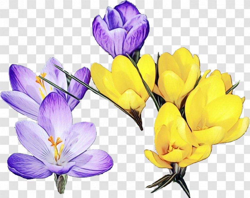 Flower Cretan Crocus Plant Tommie - Saffron Snow Transparent PNG