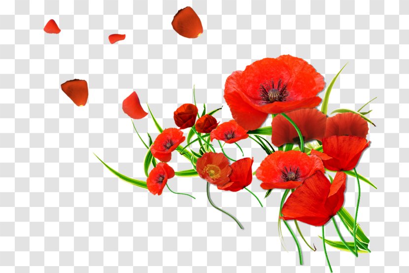 Common Poppy Flower Desktop Wallpaper - Wildflower Transparent PNG
