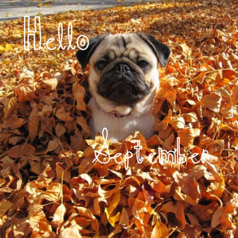 Autumn Puppy Dog Season Cuteness - Carnivoran - Pug Transparent PNG