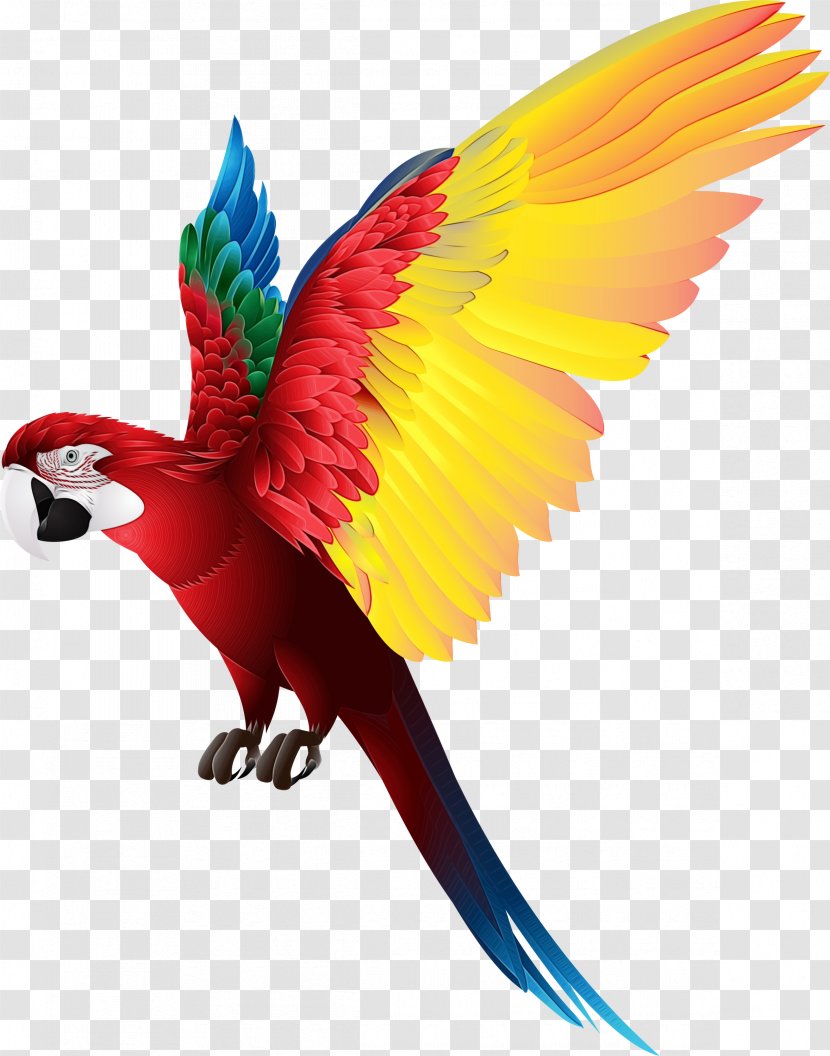 Bird Silhouette - Budgerigar - Feather Lorikeet Transparent PNG