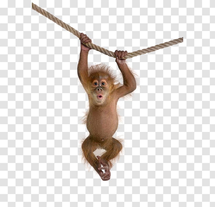 Macaque Monkey Clip Art - Stockxchng - Monkeys Hanging On A Rope Transparent PNG