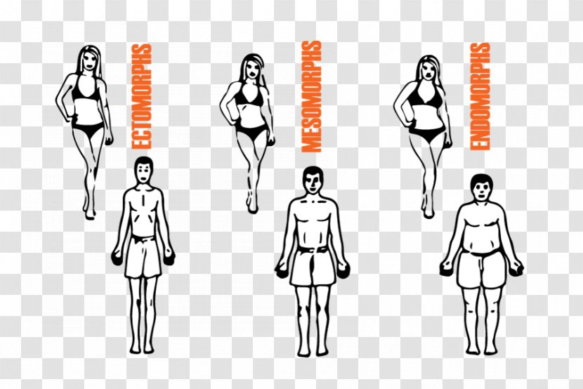 Female Body Shape Nutrition Human Exercise Health - Cartoon Transparent PNG