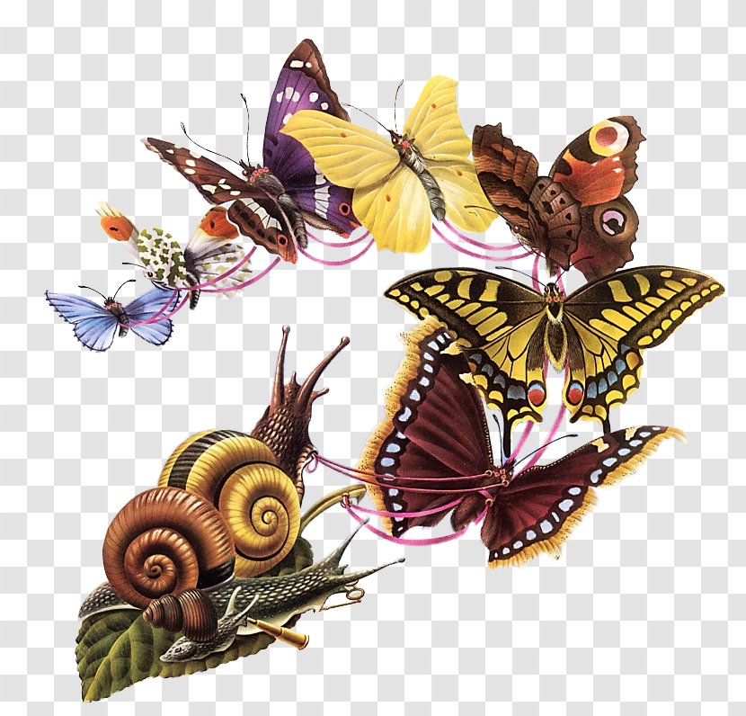 The Butterfly Ball And Grasshopper's Feast Insect GIF Portable Network Graphics Transparent PNG