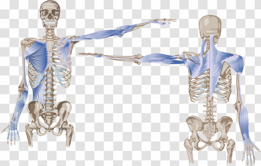 Anatomy Trains: Myofascial Meridians For Manual And Movement Therapists Arm - Flower - Meniscus Transparent PNG