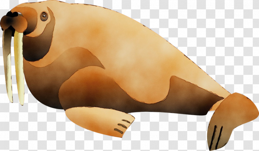 Seals Snout Beak Animal Figurine Biology Transparent PNG