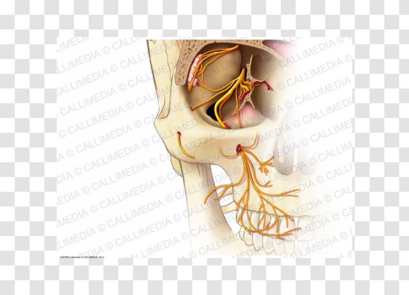 Infraorbital Nerve Anatomy Maxillary Zygomatic - Tree - Cartoon Transparent PNG