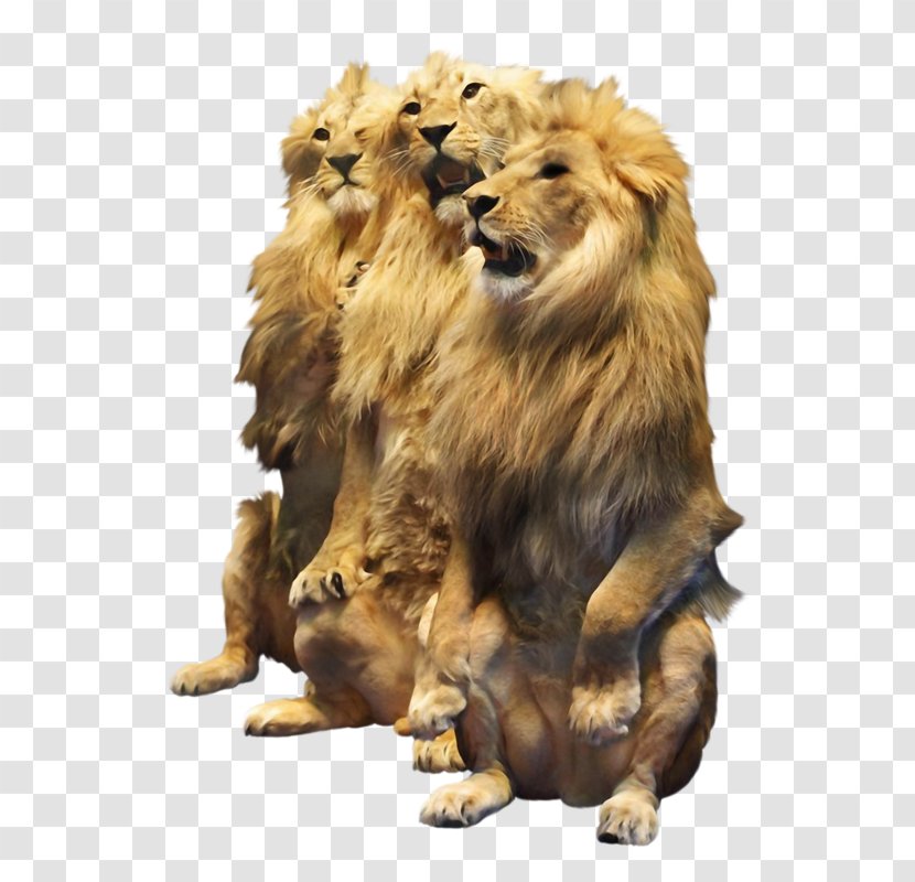 Lion Cat Felidae Tiger Clip Art - Animal Transparent PNG