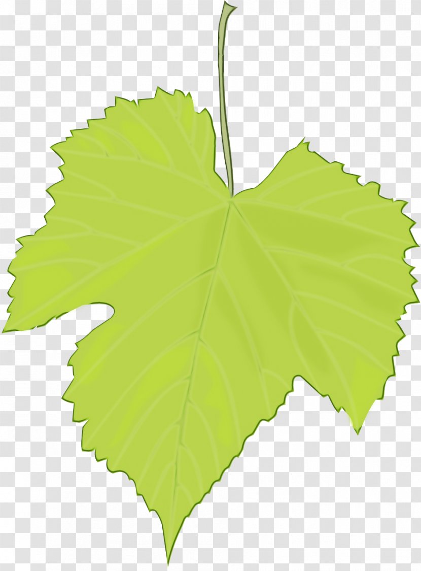 Family Tree Background - Vitis - Flowering Plant Maple Leaf Transparent PNG