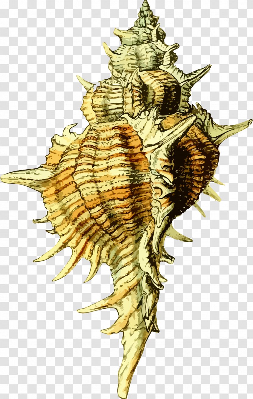 Seashell Molluscs Clip Art - Conch Transparent PNG