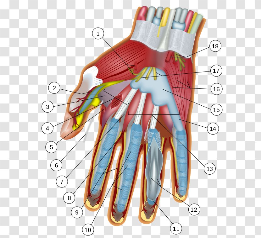 Jersey Finger Flexor Digitorum Profundus Muscle Anatomy Carpal Bones - Heart - Hand Transparent PNG