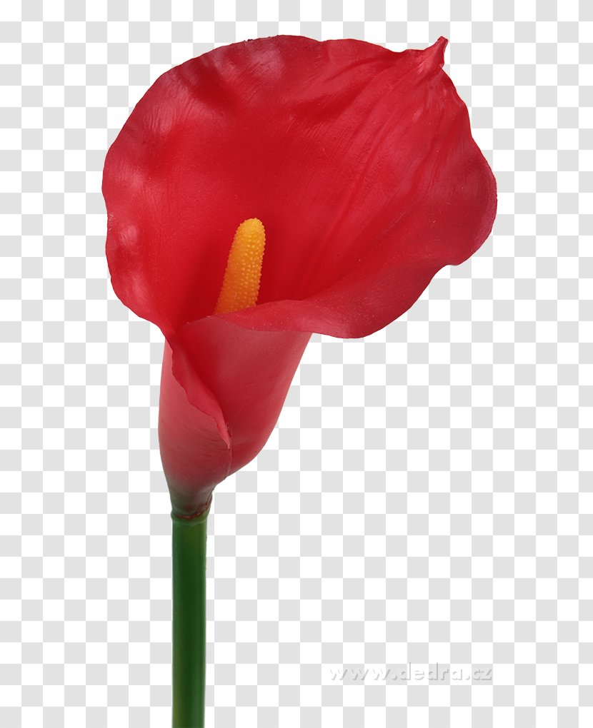 Petal Flower Vaše Dedra Bract Plant Stem - Coquelicot Transparent PNG