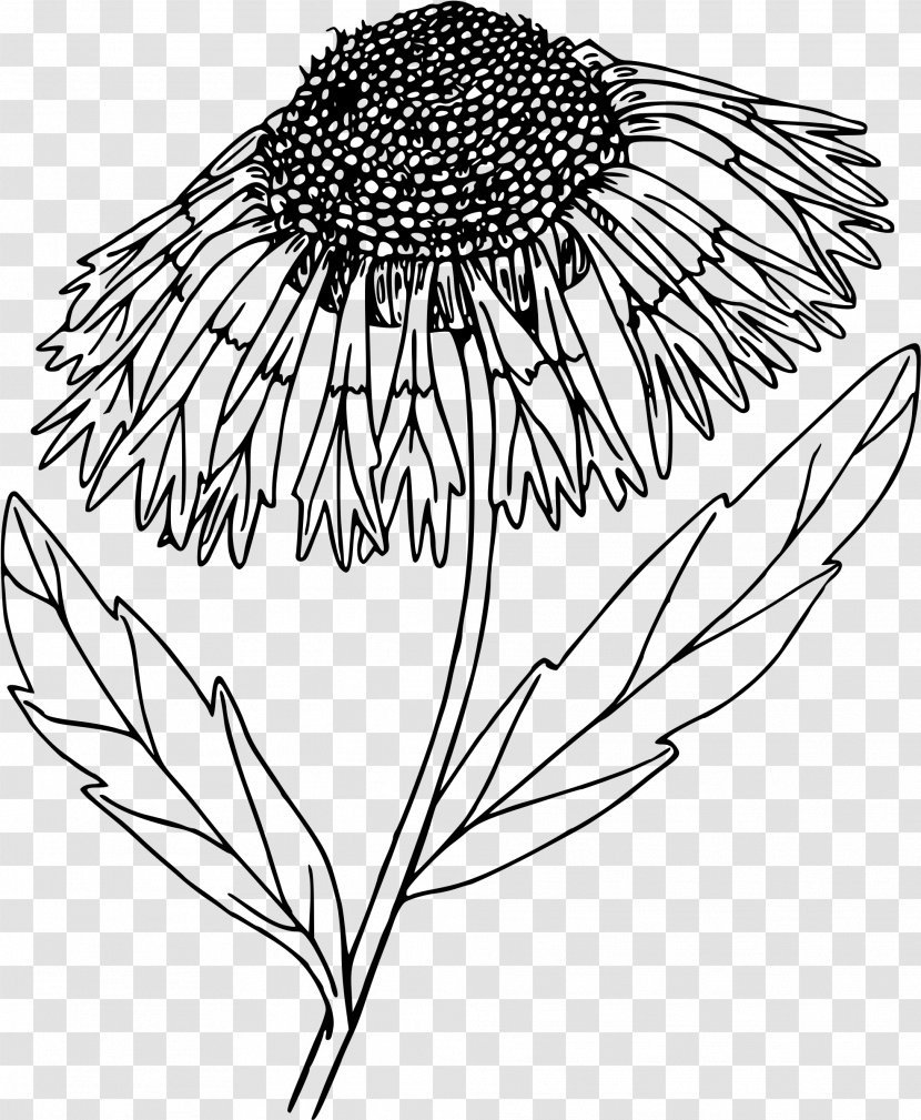 Flower Line Art Blanket Drawing Clip - Organism Transparent PNG