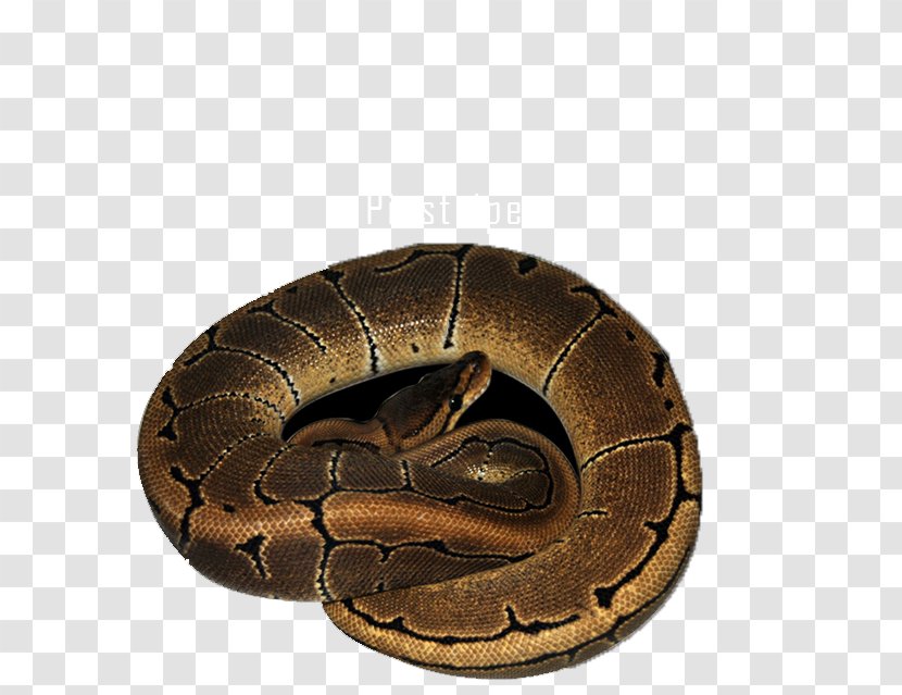 Boa Constrictor Reptile Cake Butter Privacy Policy - Exotic Snakes Transparent PNG