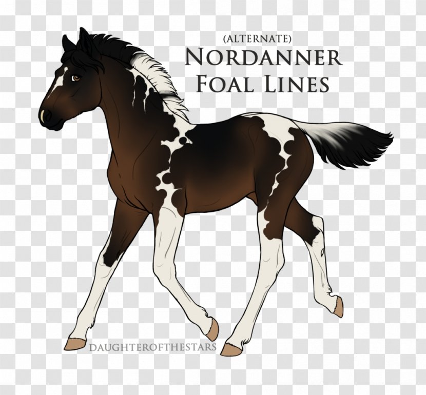 Stallion Foal Pony Mustang Mare - Drawing Transparent PNG