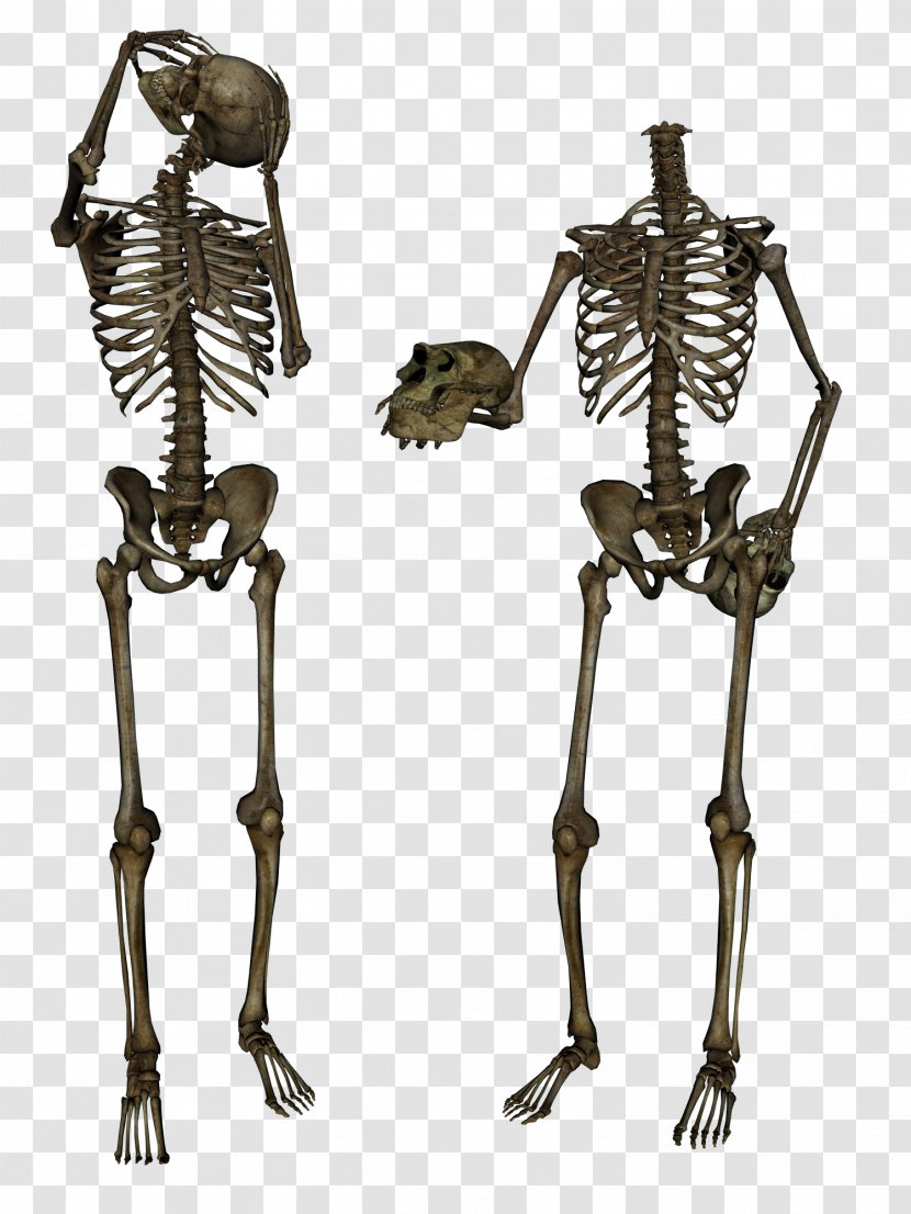Terminator Skeleton - Organism - Image Transparent PNG