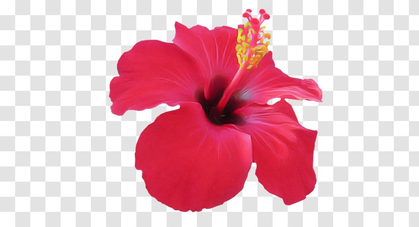 Hibiscus Flowering Plant Petal Flower Chinese - Mallow Family Transparent PNG