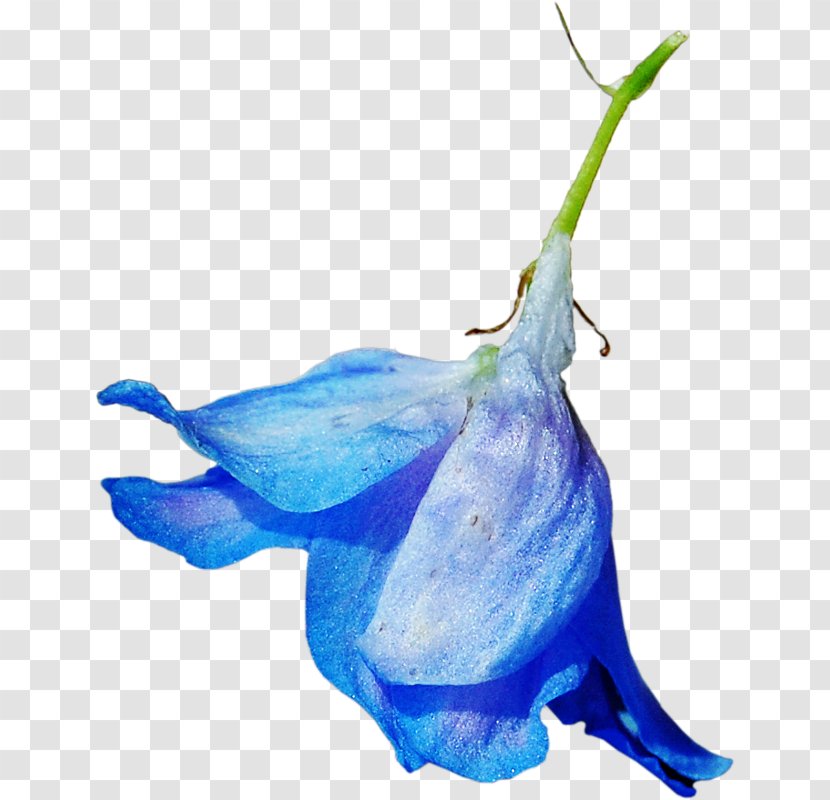 Blue Flower Color Clip Art - Animation Transparent PNG