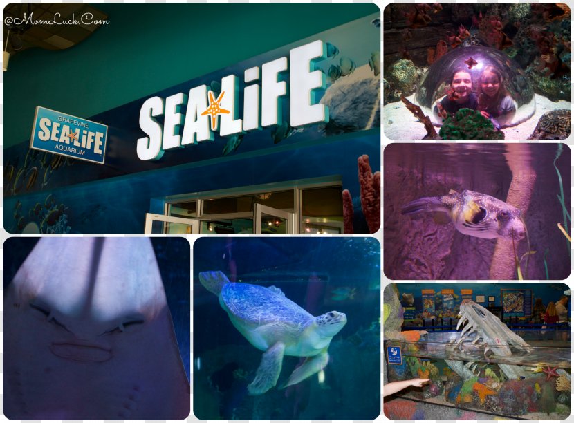 Sea Life Grapevine Minnesota Aquarium Centres Aquariums Transparent PNG