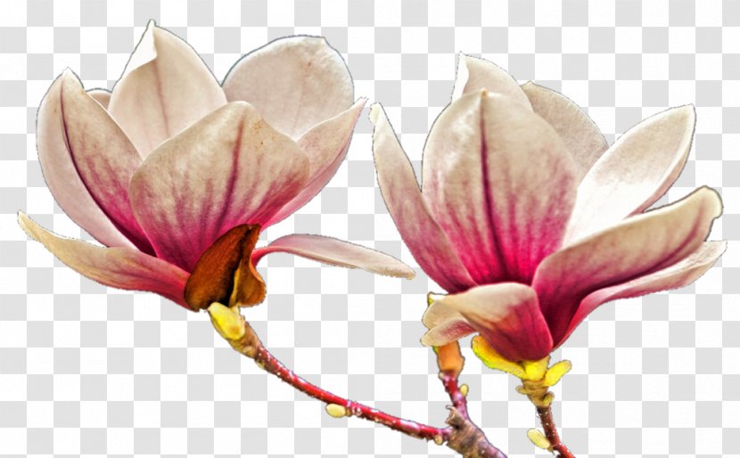 Cut Flowers Petal - Flower Transparent PNG