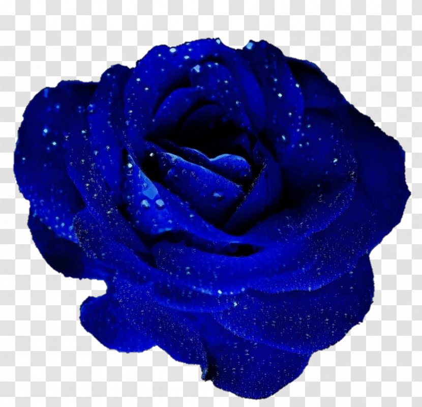 Blue Rose Garden Roses Cut Flowers - Flower - Floribunda Transparent PNG