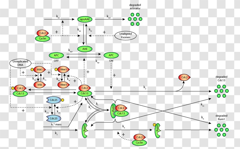 Cell Cycle Checkpoint G2 Phase G1/S Transition G2-M DNA Damage - G1s - Exposure Transparent PNG