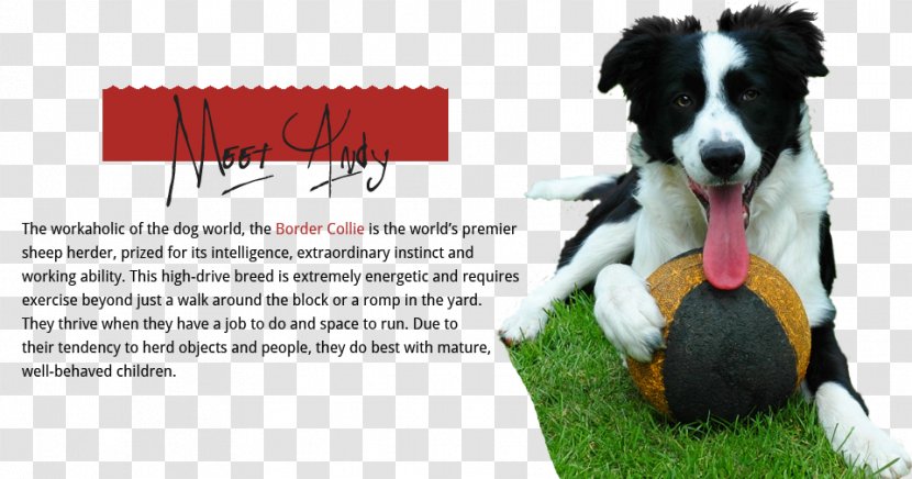 Border Collie Rough Boxer Cat - Dog Transparent PNG