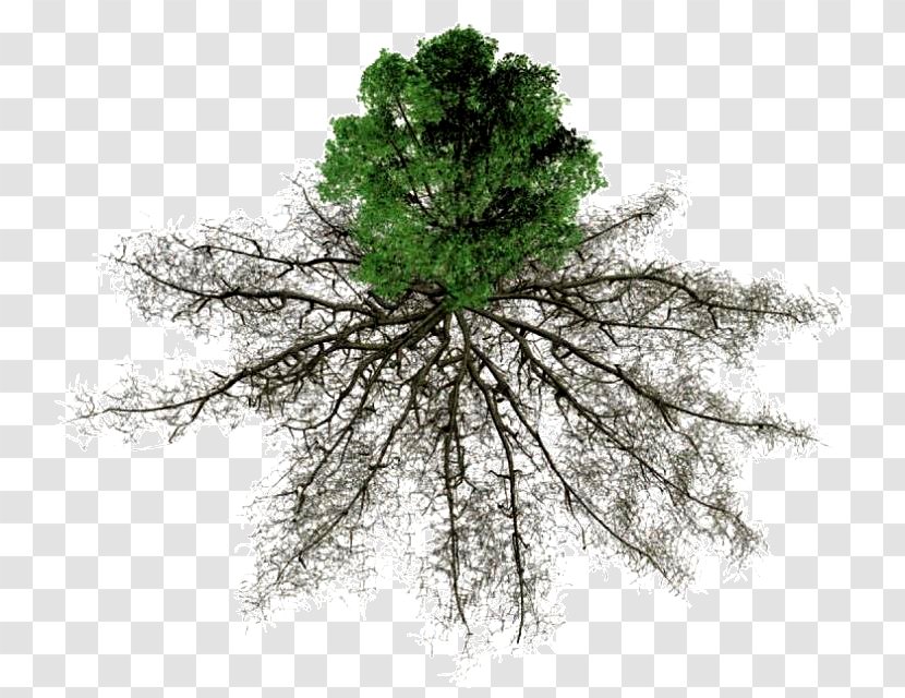 Larch Root Nutrient Tree Soil - Pine Transparent PNG
