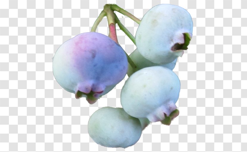 Blueberry Bilberry Sweet Pepperbush Shrub Crepe Myrtle - Box Transparent PNG