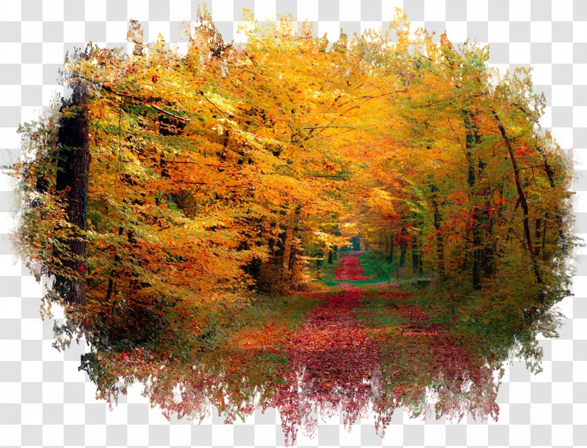 Forest Desktop Wallpaper Autumn Photography 1080p - Ultrahighdefinition Television Transparent PNG