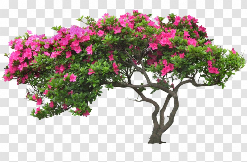 Tree Flower - Structure - Wall Transparent PNG