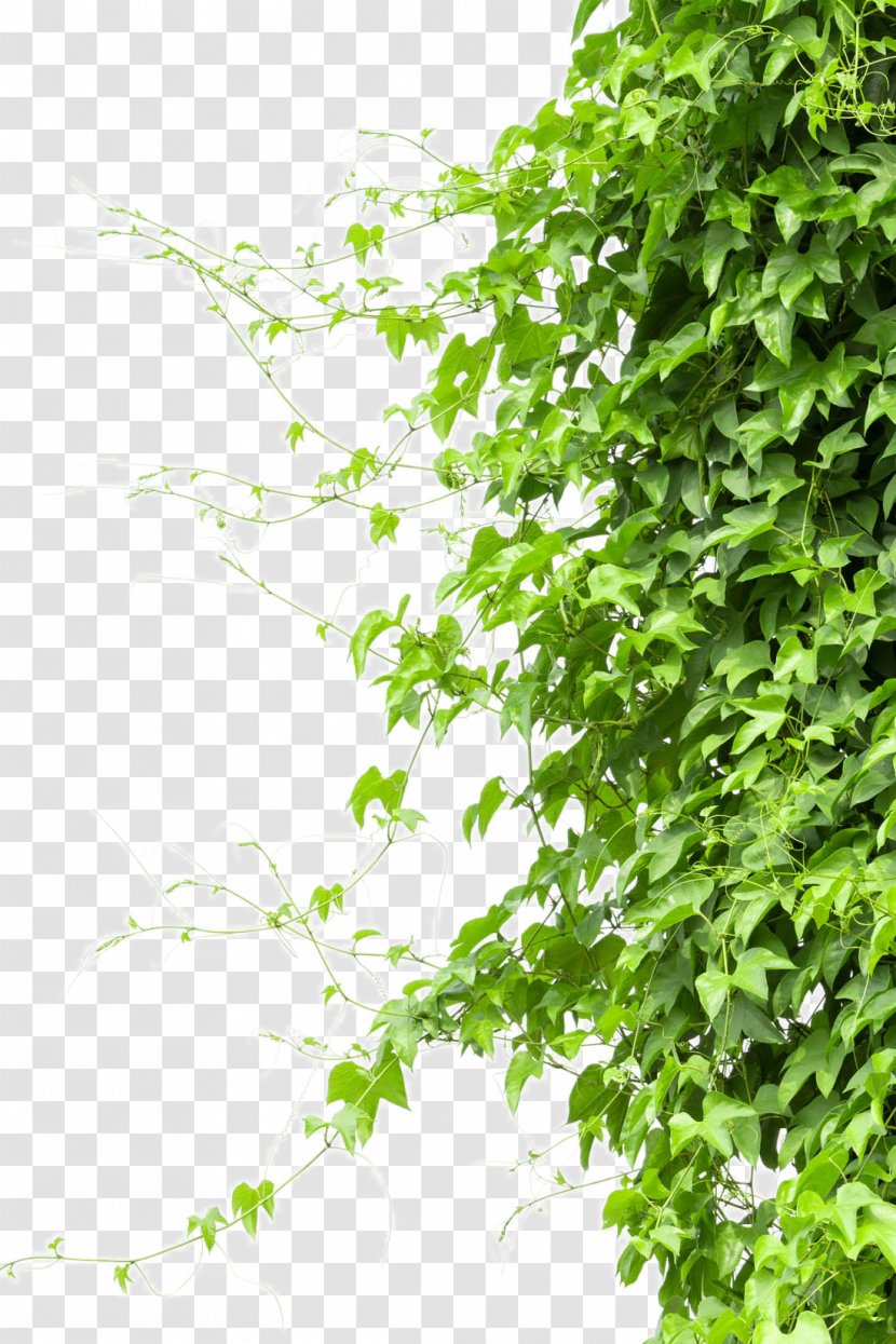 Vine Tree Branch - Green - Creeper Transparent PNG
