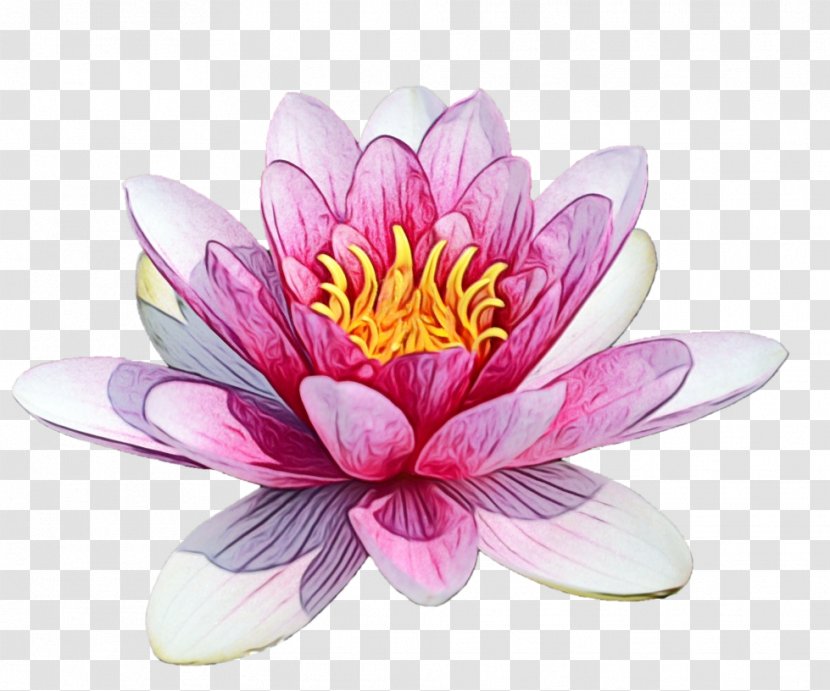 Lotus - Water Lily - Plant Transparent PNG