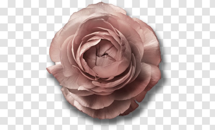 Garden Roses Cabbage Rose Cut Flowers Petal - Flower Transparent PNG