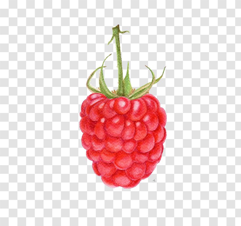 Raspberry Strawberry Fruit Drawing Watercolor Painting Transparent PNG